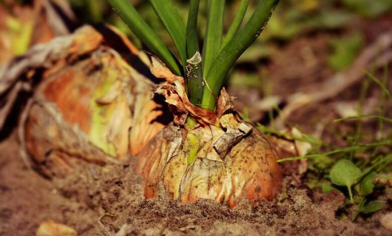 onion, root vegetable, growth