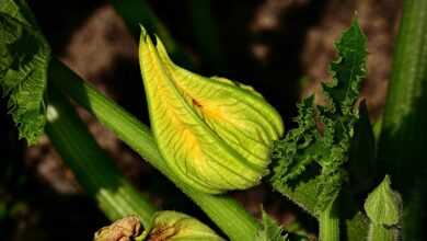 courgette flower, zucchini, vegetable