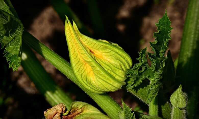 courgette flower, zucchini, vegetable