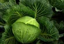 cabbage, cultivation, vegetables, healthy, nature, cabbage field, green, food, agriculture, leaves, fresh