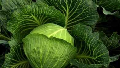 cabbage, cultivation, vegetables, healthy, nature, cabbage field, green, food, agriculture, leaves, fresh