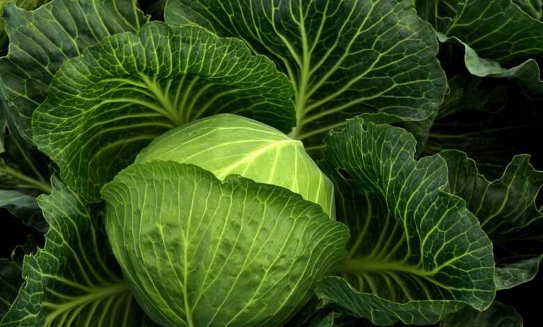 cabbage, cultivation, vegetables, healthy, nature, cabbage field, green, food, agriculture, leaves, fresh