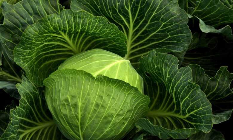 cabbage, cultivation, vegetables