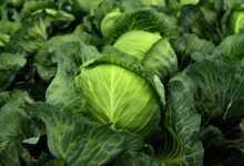 cabbage, herb, white cabbage, cultivation, vegetables, healthy, vitamins, winter vegetables, vegan, vegetarian, cabbage field, green, food, agriculture, vegetable cabbage, leaves, nature, fresh