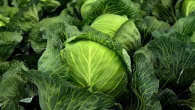 cabbage, herb, white cabbage, cultivation, vegetables, healthy, vitamins, winter vegetables, vegan, vegetarian, cabbage field, green, food, agriculture, vegetable cabbage, leaves, nature, fresh