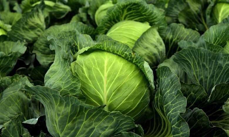 cabbage, herb, white cabbage, cultivation, vegetables, healthy, vitamins, winter vegetables, vegan, vegetarian, cabbage field, green, food, agriculture, vegetable cabbage, leaves, nature, fresh