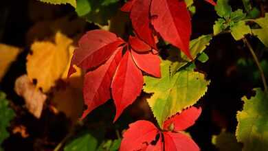 leaves, branch, fall