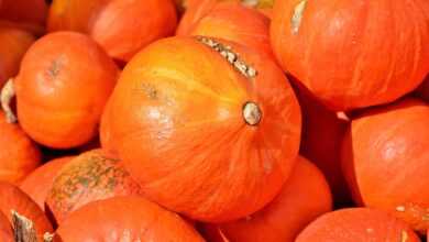 pumpkin, autumn, harvest