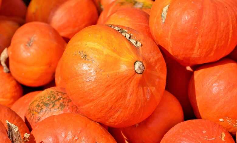 pumpkin, autumn, harvest