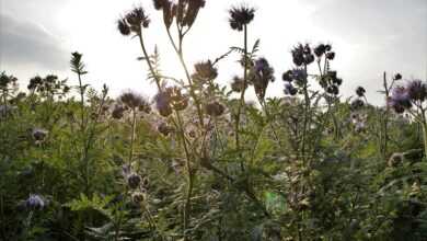 vratič, phacelia, medonosná