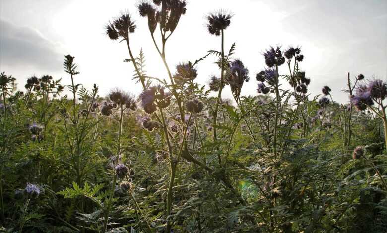 vratič, phacelia, medonosná