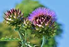 artichokes, vegetables, food, blossom, bloom, healthy, plants, vitamins, nutrition, edible, flower vegetables, tasty, green, medicinal plant, nature, artichokes, artichokes, artichokes, artichokes, vegetables, vegetables, vegetables, vegetables, vegetables, food, plants, nutrition, nutrition