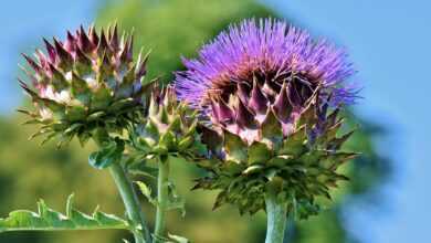 artichokes, vegetables, food, blossom, bloom, healthy, plants, vitamins, nutrition, edible, flower vegetables, tasty, green, medicinal plant, nature, artichokes, artichokes, artichokes, artichokes, vegetables, vegetables, vegetables, vegetables, vegetables, food, plants, nutrition, nutrition