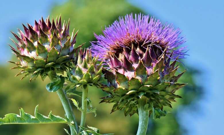 artichokes, vegetables, food, blossom, bloom, healthy, plants, vitamins, nutrition, edible, flower vegetables, tasty, green, medicinal plant, nature, artichokes, artichokes, artichokes, artichokes, vegetables, vegetables, vegetables, vegetables, vegetables, food, plants, nutrition, nutrition