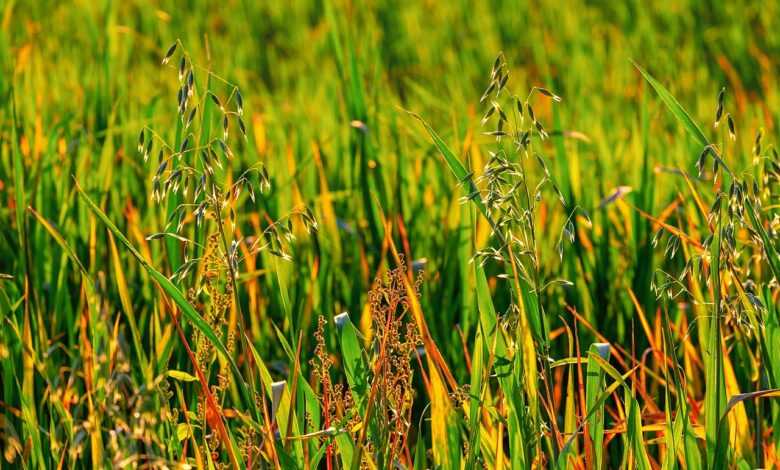 meadow, field, oats