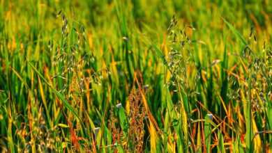 meadow, field, oats