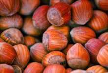 hazelnuts, snack, harvest, nuts, nutrition, treat, food, hazelnuts, hazelnuts, hazelnuts, nuts, nuts, nuts, nuts, nuts