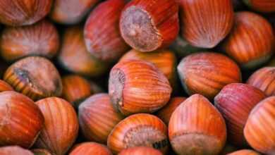hazelnuts, snack, harvest, nuts, nutrition, treat, food, hazelnuts, hazelnuts, hazelnuts, nuts, nuts, nuts, nuts, nuts