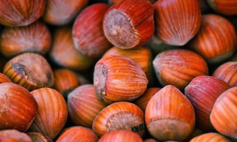hazelnuts, snack, harvest, nuts, nutrition, treat, food, hazelnuts, hazelnuts, hazelnuts, nuts, nuts, nuts, nuts, nuts