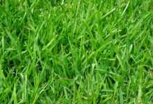 grass, lawn, juicy, green, blades of grass, stalks, meadow, tight, fixed, growth, grass type, thick, meadow grass, park lawn, short, short grass, short lawn, short grass lawn, fertilization, lawn fertilization, lawn care, english lawn, deep green, lawn carpet, healthy growth, healthy, fresh, manicured lawn, maintained, lush, evenly, powerful, strong stalks, strong, thick vegetation, grew denser, vegetation, fed up, rich green, lawn cut, intense green, soft, ornamental lawn, landscaped lawn, playing lawn, sports lawn, grew more evenly, weed free, grass varieties, ryegrass, german ryegrass, lolium perenne, nature, grass mixture, mow, mowed, red fescue, festuca rubra, short-tailed red fescue