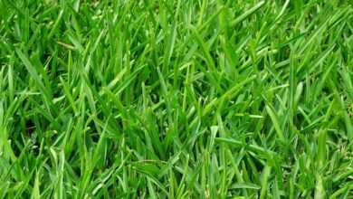grass, lawn, juicy, green, blades of grass, stalks, meadow, tight, fixed, growth, grass type, thick, meadow grass, park lawn, short, short grass, short lawn, short grass lawn, fertilization, lawn fertilization, lawn care, english lawn, deep green, lawn carpet, healthy growth, healthy, fresh, manicured lawn, maintained, lush, evenly, powerful, strong stalks, strong, thick vegetation, grew denser, vegetation, fed up, rich green, lawn cut, intense green, soft, ornamental lawn, landscaped lawn, playing lawn, sports lawn, grew more evenly, weed free, grass varieties, ryegrass, german ryegrass, lolium perenne, nature, grass mixture, mow, mowed, red fescue, festuca rubra, short-tailed red fescue