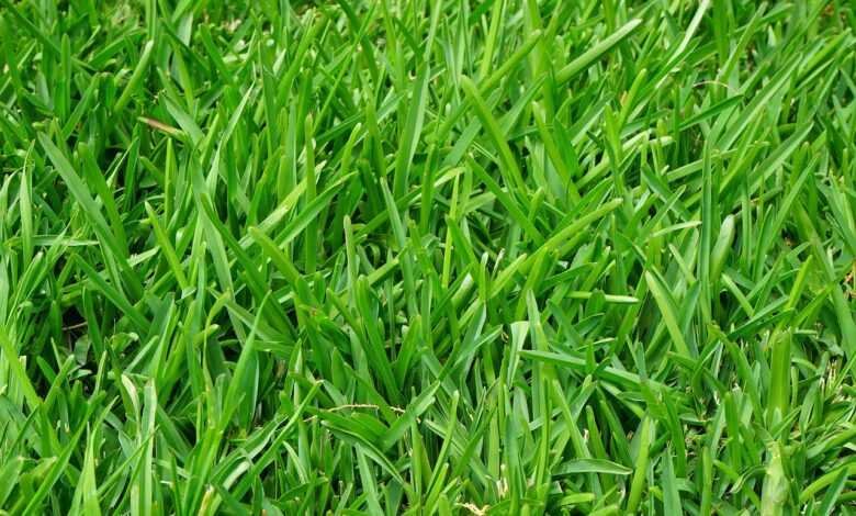 grass, lawn, juicy, green, blades of grass, stalks, meadow, tight, fixed, growth, grass type, thick, meadow grass, park lawn, short, short grass, short lawn, short grass lawn, fertilization, lawn fertilization, lawn care, english lawn, deep green, lawn carpet, healthy growth, healthy, fresh, manicured lawn, maintained, lush, evenly, powerful, strong stalks, strong, thick vegetation, grew denser, vegetation, fed up, rich green, lawn cut, intense green, soft, ornamental lawn, landscaped lawn, playing lawn, sports lawn, grew more evenly, weed free, grass varieties, ryegrass, german ryegrass, lolium perenne, nature, grass mixture, mow, mowed, red fescue, festuca rubra, short-tailed red fescue