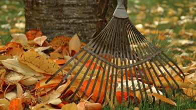computing, raking leaves, tool, garden, gardening, fall, leaves, nature, autumn leaves, gardener
