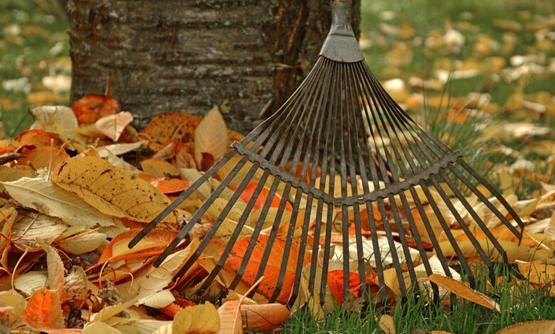 computing, raking leaves, tool, garden, gardening, fall, leaves, nature, autumn leaves, gardener