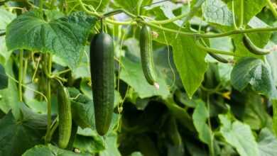 cucumbers, green, cucumber