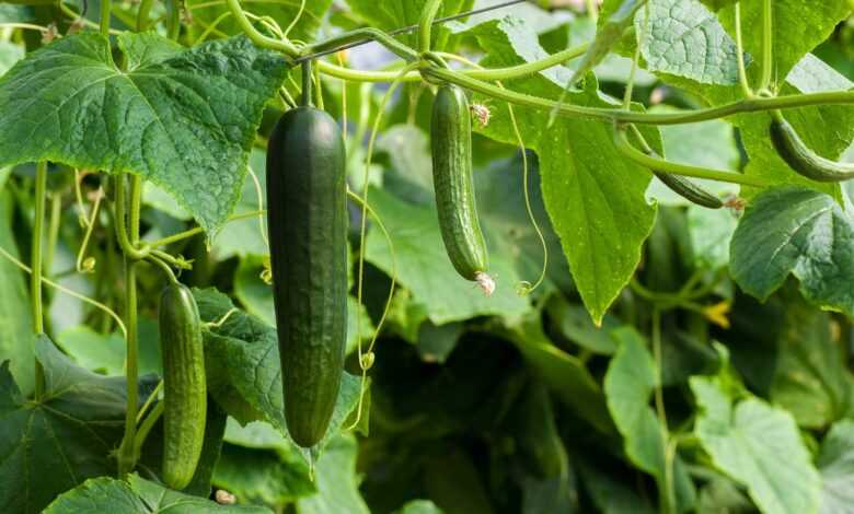 cucumbers, green, cucumber