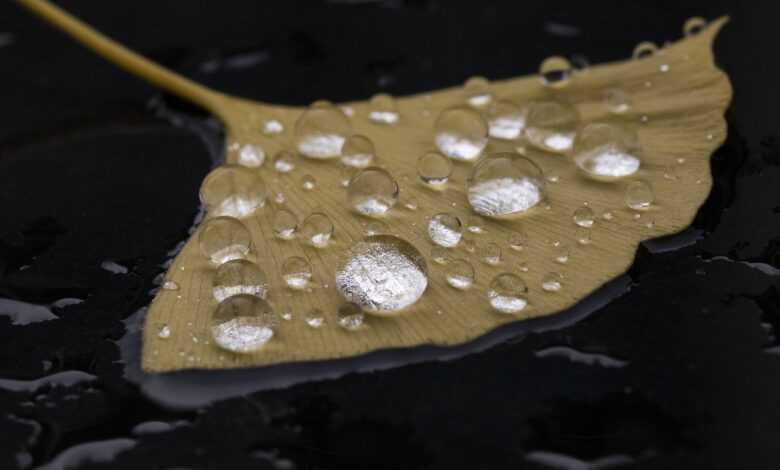 ginkgo biloba deciduous, rainwater, rain water droplets, non, nature, wet, leaf, falling water, rainwater, rainwater, rainwater, rainwater, rainwater