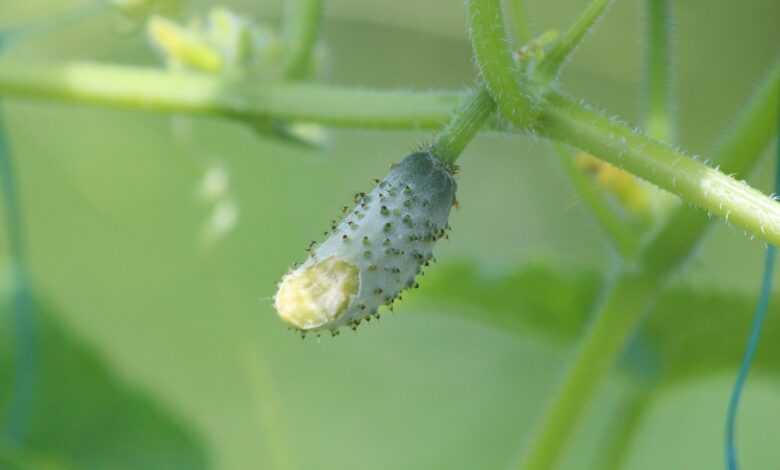 cucumber, nature, small