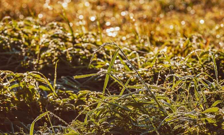 grass, weed, field