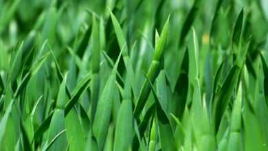 grass, meadow, close up