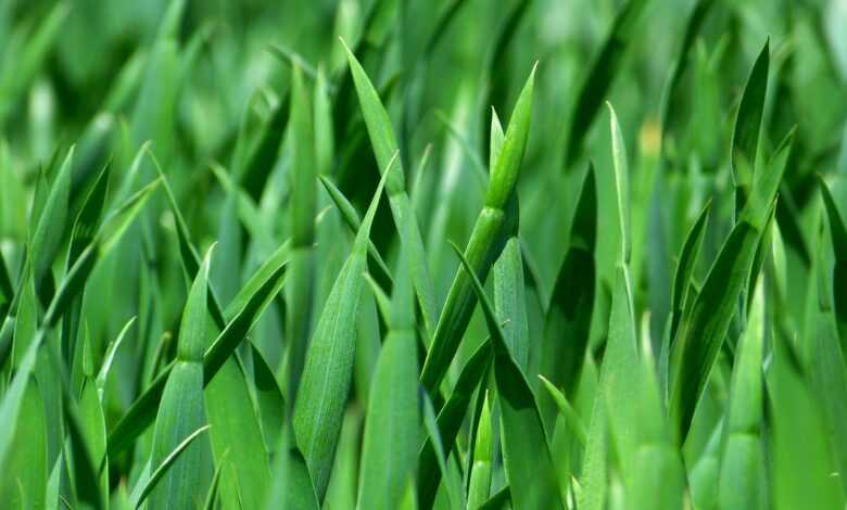 grass, meadow, close up