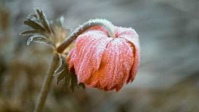 pasqueflower, flower, frost