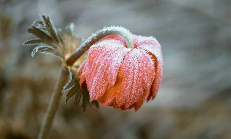 pasqueflower, flower, frost