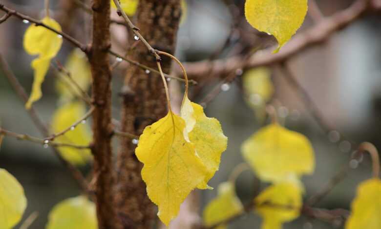 leaves, autumn, branch