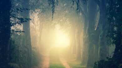 forest, darkness, light, nature, trees, avenue, passage, corridor, path, the atmosphere, dark, grim, mysterious, fall, winter, magic, landscape, cold, fairytale, mystical, secret, fantasy, lighting mood, mysticism, path, magic, fairytale, fairytale, fairytale, fairytale, fairytale, secret, secret, secret, secret, fantasy, fantasy, fantasy, fantasy