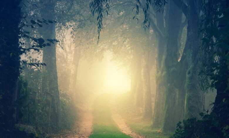 forest, darkness, light, nature, trees, avenue, passage, corridor, path, the atmosphere, dark, grim, mysterious, fall, winter, magic, landscape, cold, fairytale, mystical, secret, fantasy, lighting mood, mysticism, path, magic, fairytale, fairytale, fairytale, fairytale, fairytale, secret, secret, secret, secret, fantasy, fantasy, fantasy, fantasy