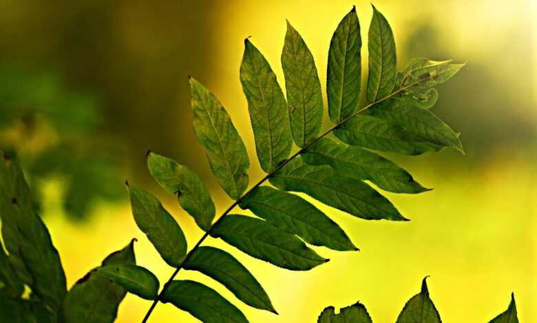 leaves, plant, twig