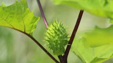 dope, fruit, nature, scratchy, green, datura, unusual, plant, leaves, flora