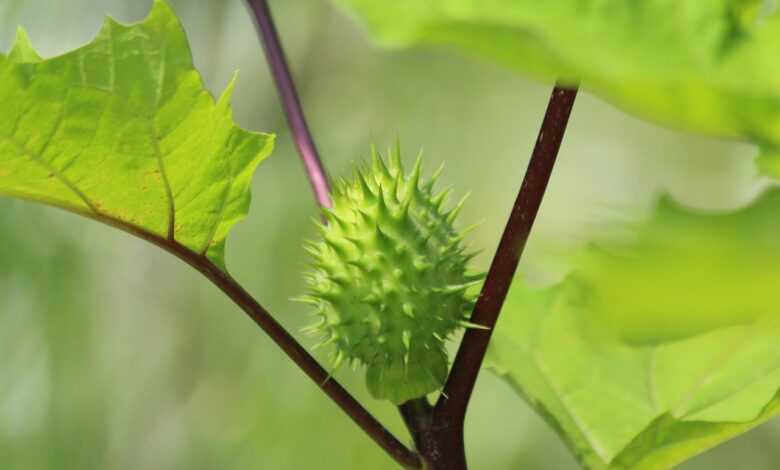 dope, fruit, nature, scratchy, green, datura, unusual, plant, leaves, flora
