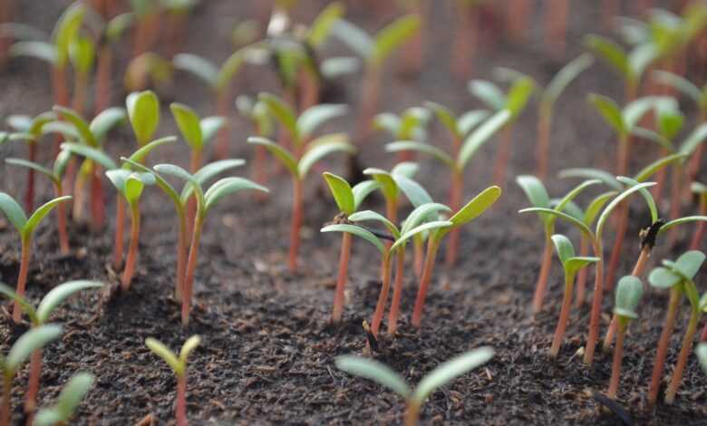 tomato, shoots, plant