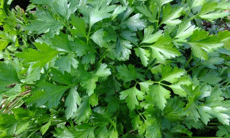 parsley, leaves, aromas