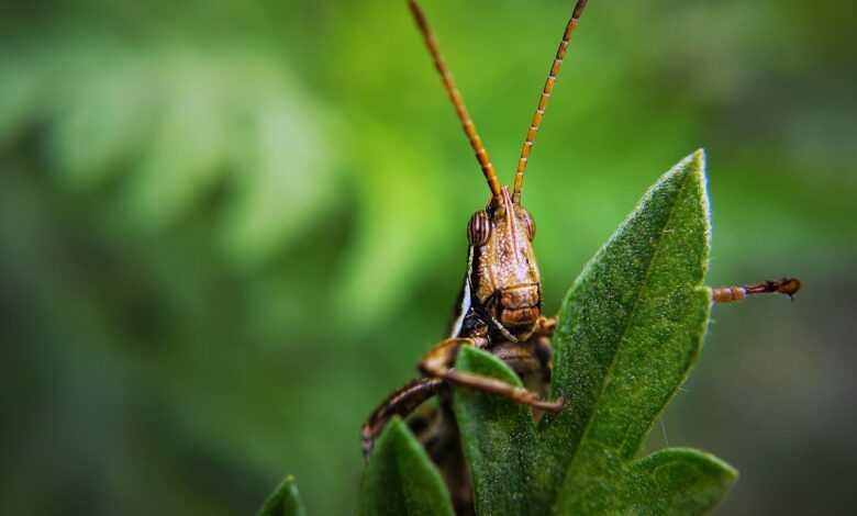 insect, grasshopper, bug, plant, locust, garden, nature, pest, entomology, species, macro, bug, bug, locust, locust, locust, locust, locust, pest