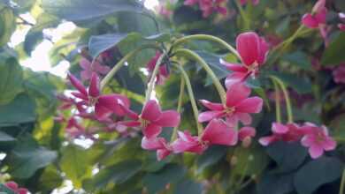 a bunch of pink flowers growing on a tree