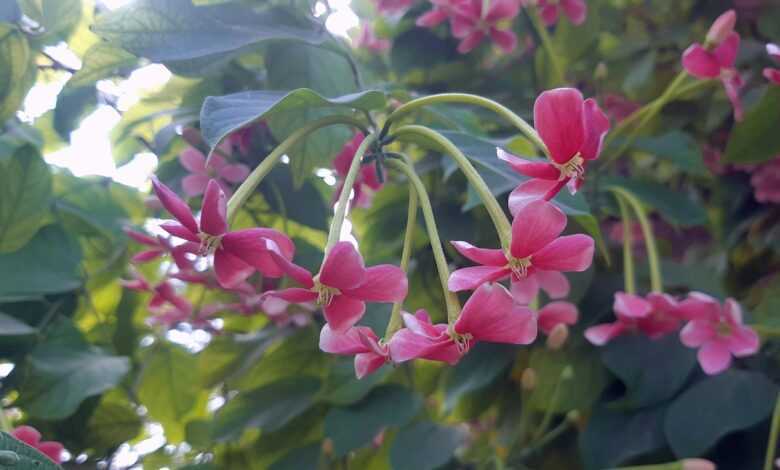 a bunch of pink flowers growing on a tree