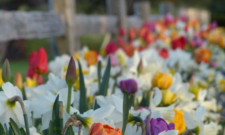 a bunch of flowers that are in the grass