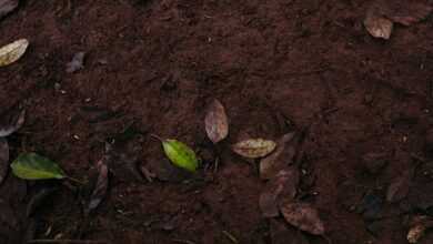 A red fire hydrant sitting on top of a dirt field